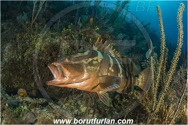 Jardines de la Reina, Cuba, Caribbean sea, Atlantic ocean, Epinephelus striatus, Epinephelus, Serranidae, Nassau grouper, Grouper, Fish, Reef