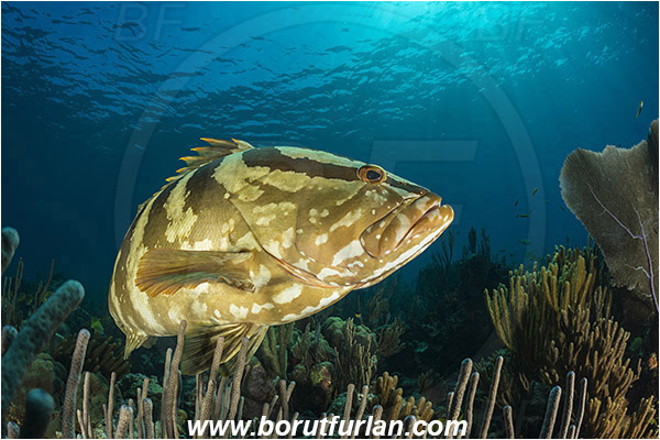Jardines de la Reina, Cuba, Caribbean sea, Atlantic ocean, Epinephelus striatus, Epinephelus, Serranidae, Nassau grouper, Grouper, Fish, Reef
