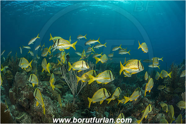 Jardines de la Reina, Cuba, Caribbean sea, Atlantic ocean, Anisotremus virginicus, Anisotremus, Haemulidae, Porkfish, Grunt, Mulloidichthys martinicus, Mulloidichthys, Mullidae, Yellow Goatfish, Goatfish, Fish, Fish school, Reef