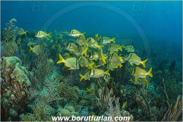 Jardines de la Reina, Cuba, Caribbean sea, Atlantic ocean, Anisotremus virginicus, Anisotremus, Haemulidae, Porkfish, Grunt, Fish, Fish school, Reef
