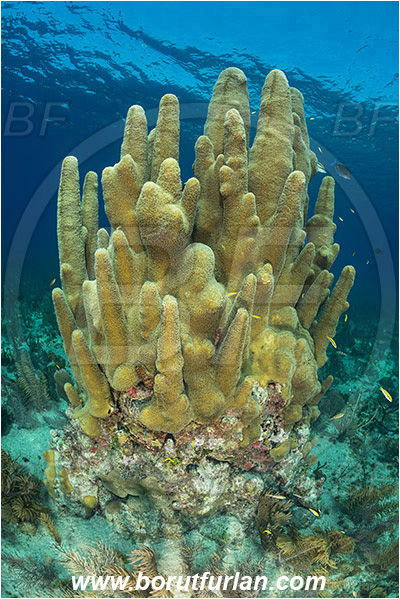 Jardines de la Reina, Cuba, Caribbean sea, Atlantic ocean, Dendrogyra cylindrus, Dendrogyra, Meandrinidae, Anthozoa, Cnidaria, Cnidarian, Pillar Coral, Coral, Reef