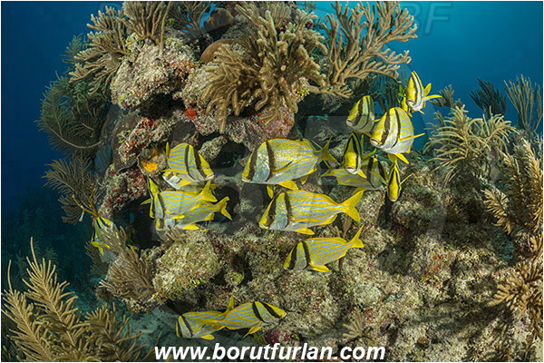 Jardines de la Reina, Cuba, Caribbean sea, Atlantic ocean, Anisotremus virginicus, Anisotremus, Haemulidae, Porkfish, Grunt, Fish, Fish school, Reef