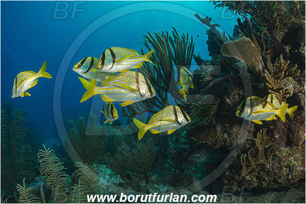 Jardines de la Reina, Cuba, Caribbean sea, Atlantic ocean, Anisotremus virginicus, Anisotremus, Haemulidae, Porkfish, Grunt, Fish, Fish school, Reef