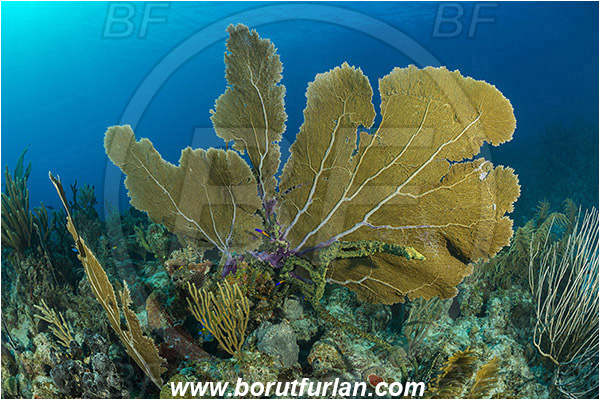Jardines de la Reina, Cuba, Caribbean sea, Atlantic ocean, Gorgonia flabellum, Gorgonia, Gorgoniidae, Venus Sea Fan, Sea fan, Coral, Cnidaria, Cnidarian, Reef