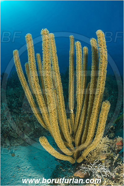 Jardines de la Reina, Cuba, Caribbean sea, Atlantic ocean, Pseudoplexaura sp., Pseudoplexaura, Plexauridae, Gorgonian porous sea rod, Soft coral, Coral, Anthozoa, Cnidaria, Cnidarian, Reef