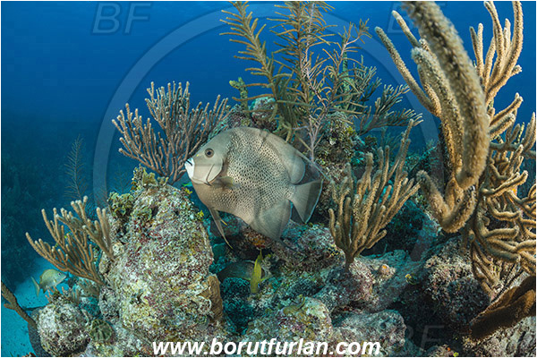 Jardines de la Reina, Cuba, Caribbean sea, Atlantic ocean, Pomacanthus arcuatus, Pomacanthus, Pomacanthidae, Gray angelfish, Angelfish, Fish