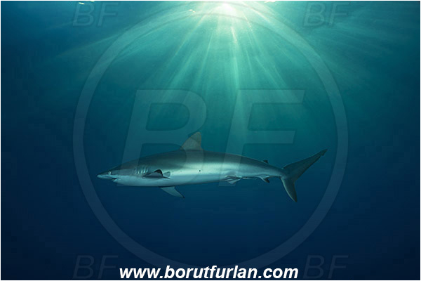 Jardines de la Reina, Cuba, Caribbean sea, Atlantic ocean, Carcharhinus falciformis, Carcharhinus, Carcharhinidae, Elasmobranchii, Silky shark, Shark, Fish, Evening, Light rays