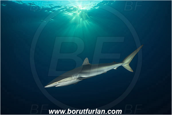 Jardines de la Reina, Cuba, Caribbean sea, Atlantic ocean, Carcharhinus falciformis, Carcharhinus, Carcharhinidae, Elasmobranchii, Silky shark, Shark, Fish, Evening