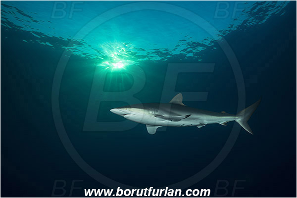 Jardines de la Reina, Cuba, Caribbean sea, Atlantic ocean, Carcharhinus falciformis, Carcharhinus, Carcharhinidae, Elasmobranchii, Silky shark, Shark, Fish, Evening
