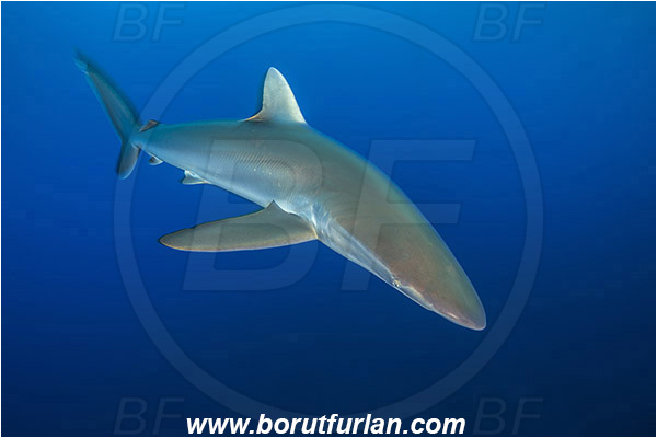 Jardines de la Reina, Cuba, Caribbean sea, Atlantic ocean, Carcharhinus falciformis, Carcharhinus, Carcharhinidae, Elasmobranchii, Silky shark, Shark, Fish