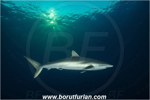Jardines de la Reina, Cuba, Caribbean sea, Atlantic ocean, Carcharhinus falciformis, Carcharhinus, Carcharhinidae, Elasmobranchii, Silky shark, Shark, Fish, Evening, Sunset