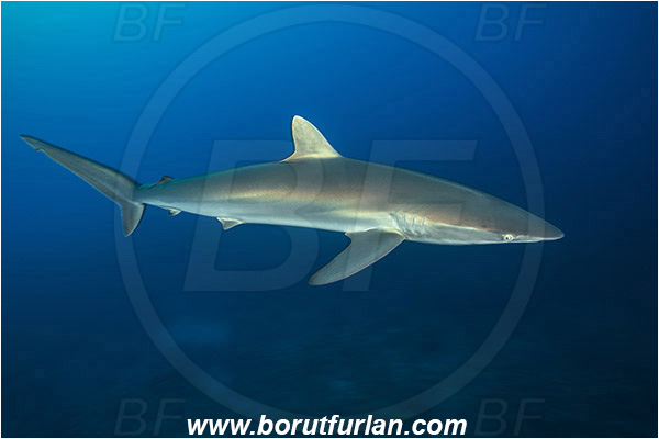 Jardines de la Reina, Cuba, Caribbean sea, Atlantic ocean, Carcharhinus falciformis, Carcharhinus, Carcharhinidae, Elasmobranchii, Silky shark, Shark, Fish