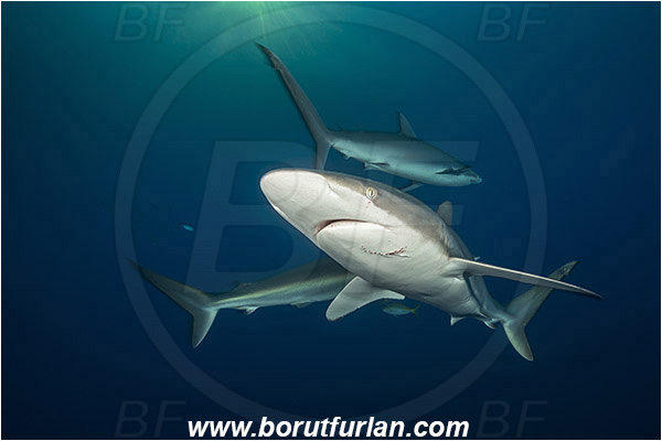 Jardines de la Reina, Cuba, Caribbean sea, Atlantic ocean, Carcharhinus falciformis, Carcharhinus, Carcharhinidae, Elasmobranchii, Silky shark, Shark, Fish, Evening