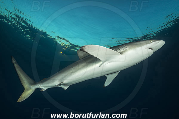 Jardines de la Reina, Cuba, Caribbean sea, Atlantic ocean, Carcharhinus falciformis, Carcharhinus, Carcharhinidae, Elasmobranchii, Silky shark, Shark, Fish, Evening