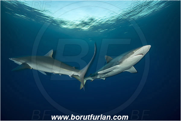 Jardines de la Reina, Cuba, Caribbean sea, Atlantic ocean, Carcharhinus falciformis, Carcharhinus, Carcharhinidae, Elasmobranchii, Silky shark, Shark, Fish, Evening