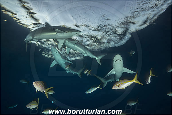 Jardines de la Reina, Cuba, Caribbean sea, Atlantic ocean, Carcharhinus falciformis, Carcharhinus, Carcharhinidae, Elasmobranchii, Silky shark, Shark, Fish, Evening, Fish school