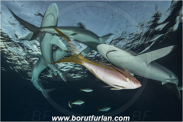 Jardines de la Reina, Cuba, Caribbean sea, Atlantic ocean, Carcharhinus falciformis, Carcharhinus, Carcharhinidae, Elasmobranchii, Silky shark, Shark, Fish, Evening, Fish school