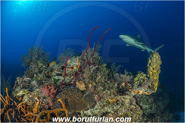 Jardines de la Reina, Cuba, Caribbean sea, Atlantic ocean, Carcharhinus perezii, Carcharhinus, Carcharhinidae, Elasmobranchii, Caribbean reef shark, Shark, Fish, Reef