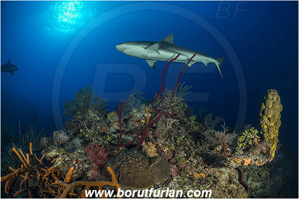 Jardines de la Reina, Cuba, Caribbean sea, Atlantic ocean, Carcharhinus perezii, Carcharhinus, Carcharhinidae, Elasmobranchii, Caribbean reef shark, Shark, Fish, Reef