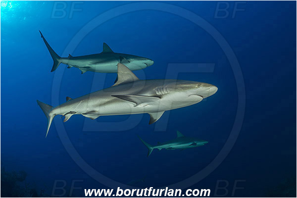 Jardines de la Reina, Cuba, Caribbean sea, Atlantic ocean, Carcharhinus perezii, Carcharhinus, Carcharhinidae, Elasmobranchii, Caribbean reef shark, Shark, Fish