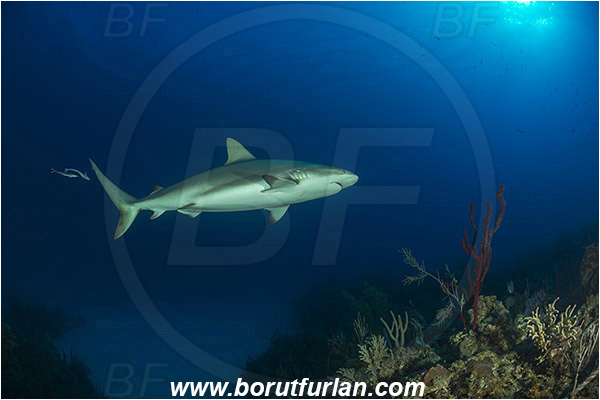 Jardines de la Reina, Cuba, Caribbean sea, Atlantic ocean, Carcharhinus perezii, Carcharhinus, Carcharhinidae, Elasmobranchii, Caribbean reef shark, Shark, Fish, Reef