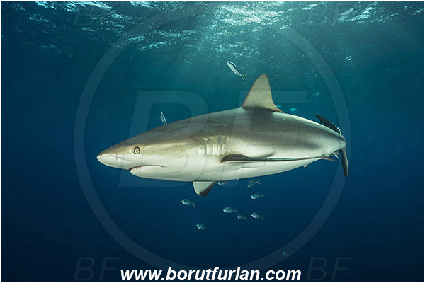 Jardines de la Reina, Cuba, Caribbean sea, Atlantic ocean, Carcharhinus perezii, Carcharhinus, Carcharhinidae, Elasmobranchii, Caribbean reef shark, Shark, Fish