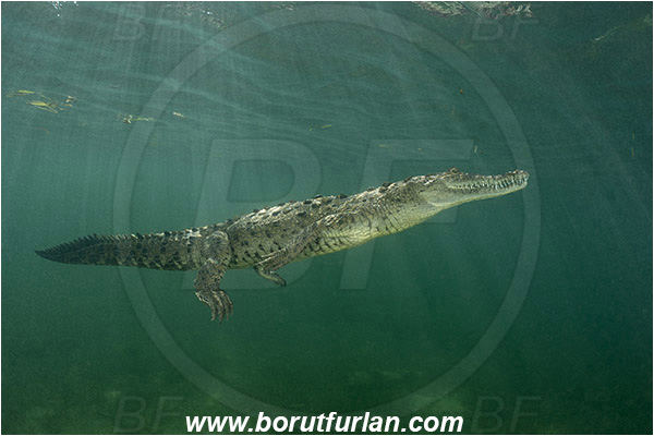 Jardines de la Reina, Cuba, Caribbean sea, Atlantic ocean, Crocodylus acutus, Crocodylus, Crocodylidae, Reptilia, Reptilian, American crocodile, Crocodile