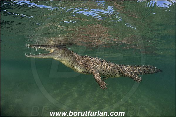 Jardines de la Reina, Cuba, Caribbean sea, Atlantic ocean, Crocodylus acutus, Crocodylus, Crocodylidae, Reptilia, Reptilian, American crocodile, Crocodile