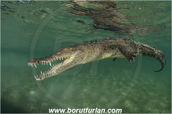 Jardines de la Reina, Cuba, Caribbean sea, Atlantic ocean, Crocodylus acutus, Crocodylus, Crocodylidae, Reptilia, Reptilian, American crocodile, Crocodile