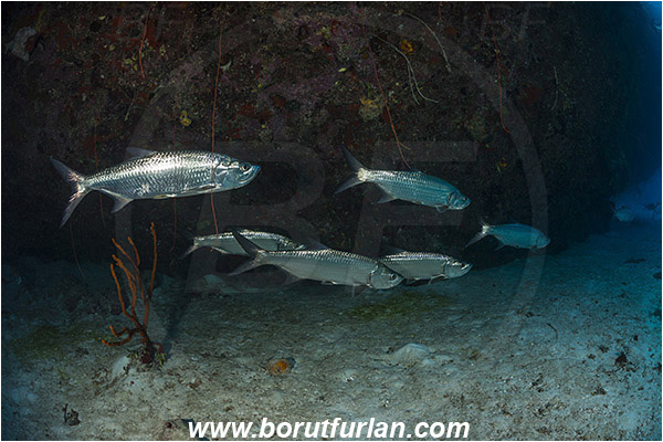 Jardines de la Reina, Cuba, Caribbean sea, Atlantic ocean, Megalops atlanticus, Megalops, Megalopidae, Atlantic tarpon, Tarpon, Fish, Fish school, Reef, Cave