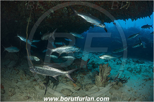 Jardines de la Reina, Cuba, Caribbean sea, Atlantic ocean, Megalops atlanticus, Megalops, Megalopidae, Atlantic tarpon, Tarpon, Fish, Fish school, Reef, Cave