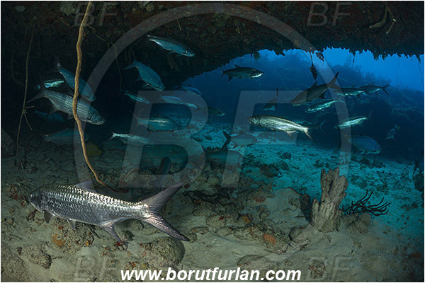 Jardines de la Reina, Cuba, Caribbean sea, Atlantic ocean, Megalops atlanticus, Megalops, Megalopidae, Atlantic tarpon, Tarpon, Fish, Fish school, Reef, Cave