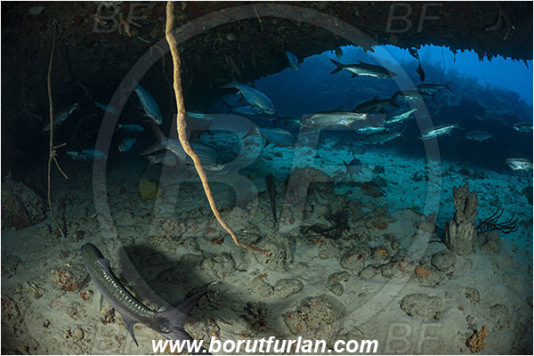 Jardines de la Reina, Cuba, Caribbean sea, Atlantic ocean, Megalops atlanticus, Megalops, Megalopidae, Atlantic tarpon, Tarpon, Fish, Fish school, Reef, Cave