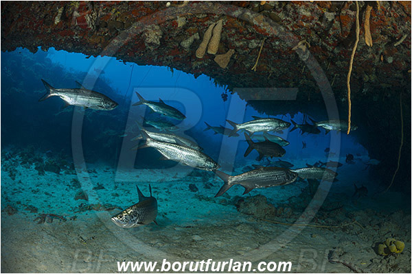 Jardines de la Reina, Cuba, Caribbean sea, Atlantic ocean, Megalops atlanticus, Megalops, Megalopidae, Atlantic tarpon, Tarpon, Fish, Fish school, Reef, Cave