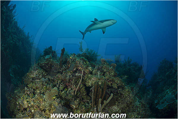 Jardines de la Reina, Cuba, Caribbean sea, Atlantic ocean, Carcharhinus perezii, Carcharhinus, Carcharhinidae, Elasmobranchii, Caribbean reef shark, Shark, Fish, Reef