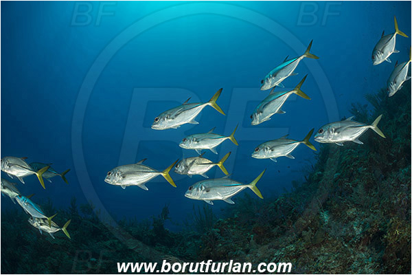 Jardines de la Reina, Cuba, Caribbean sea, Atlantic ocean, Caranx latus, Caranx, Carangidae, Horse-eye jack, Trevally, Jack, Fish, Fish school, Reef