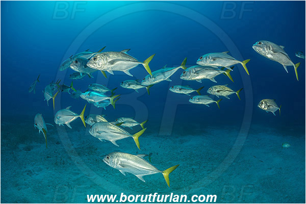 Jardines de la Reina, Cuba, Caribbean sea, Atlantic ocean, Caranx latus, Caranx, Carangidae, Horse-eye jack, Trevally, Jack, Fish, Fish school, Sand