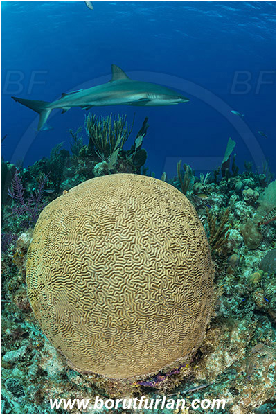 Jardines de la Reina, Cuba, Caribbean sea, Atlantic ocean, Pseudodiploria strigosa, Pseudodiploria, Faviidae, Anthozoa, Cnidaria, Cnidarian, Symmetrical Brain Coral, Coral, Carcharhinus perezii, Carcharhinus, Carcharhinidae, Elasmobranchii, Caribbean reef shark, Shark, Fish, Reef
