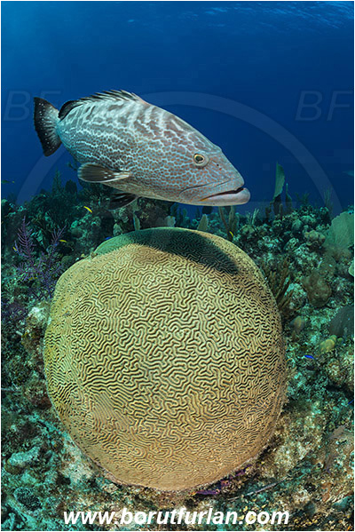 Jardines de la Reina, Cuba, Caribbean sea, Atlantic ocean, Pseudodiploria strigosa, Pseudodiploria, Faviidae, Anthozoa, Cnidaria, Cnidarian, Symmetrical Brain Coral, Coral, Mycteroperca bonaci, Mycteroperca, Serranidae, Black grouper, Grouper, Fish, Reef