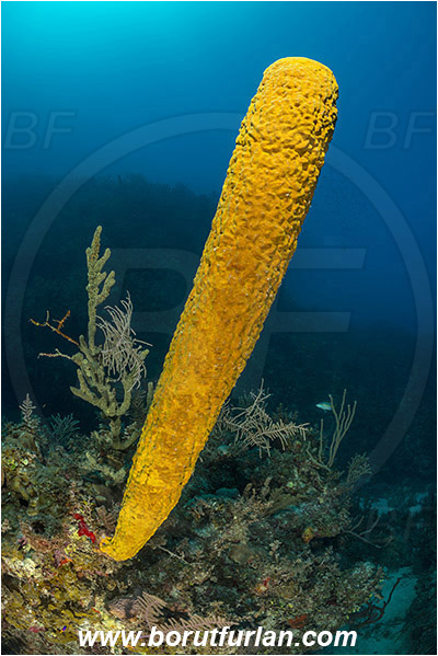 Jardines de la Reina, Cuba, Caribbean sea, Atlantic ocean, Aplysina fistularis, Aplysina, Aplysinidae, Yellow tube sponge, Sponge, Porifera, Reef