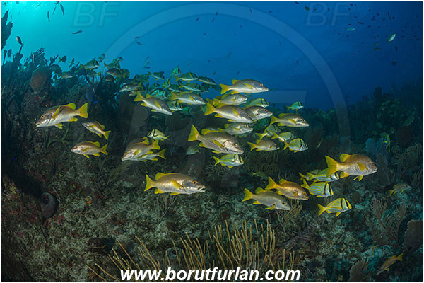 Jardines de la Reina, Cuba, Caribbean sea, Atlantic ocean, Lutjanus apodus, Lutjanus, Lutjanidae, Schoolmaster snapper, Snapper, Anisotremus virginicus, Anisotremus, Haemulidae, Porkfish, Grunt, Fish, Fish school, Reef