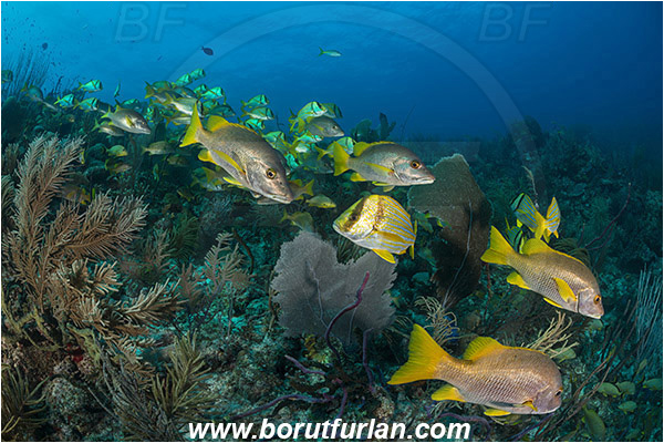 Jardines de la Reina, Cuba, Caribbean sea, Atlantic ocean, Lutjanus apodus, Lutjanus, Lutjanidae, Schoolmaster snapper, Snapper, Anisotremus virginicus, Anisotremus, Haemulidae, Porkfish, Grunt, Fish, Fish school, Reef