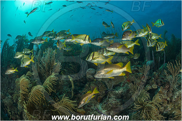 Jardines de la Reina, Cuba, Caribbean sea, Atlantic ocean, Lutjanus apodus, Lutjanus, Lutjanidae, Schoolmaster snapper, Snapper, Anisotremus virginicus, Anisotremus, Haemulidae, Porkfish, Grunt, Fish, Fish school, Reef