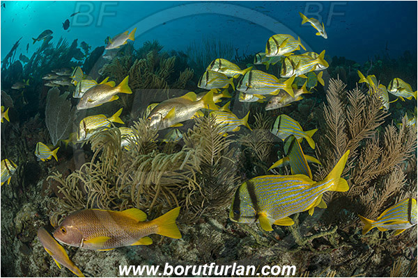 Jardines de la Reina, Cuba, Caribbean sea, Atlantic ocean, Lutjanus apodus, Lutjanus, Lutjanidae, Schoolmaster snapper, Snapper, Anisotremus virginicus, Anisotremus, Haemulidae, Porkfish, Grunt, Fish, Fish school, Reef