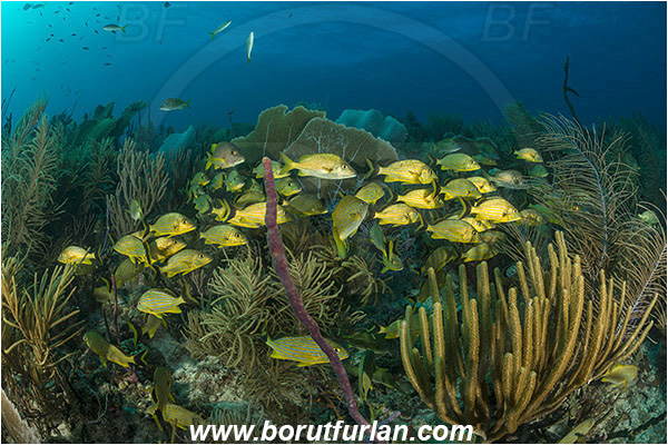 Jardines de la Reina, Cuba, Caribbean sea, Atlantic ocean, Haemulon sciurus, Haemulon, Haemulidae, Bluestriped grunt, Grunt, Fish, Fish school, Reef