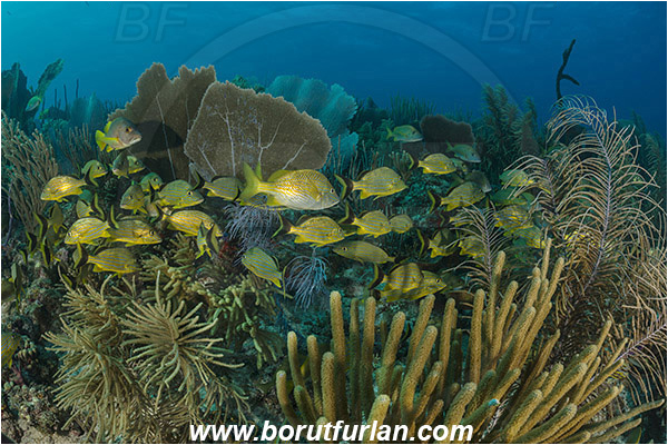 Jardines de la Reina, Cuba, Caribbean sea, Atlantic ocean, Haemulon sciurus, Haemulon, Haemulidae, Bluestriped grunt, Grunt, Fish, Fish school, Reef