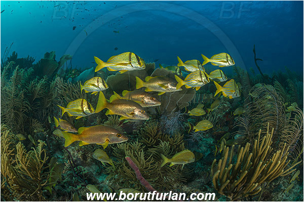 Jardines de la Reina, Cuba, Caribbean sea, Atlantic ocean, Lutjanus apodus, Lutjanus, Lutjanidae, Schoolmaster snapper, Snapper, Anisotremus virginicus, Anisotremus, Haemulidae, Porkfish, Grunt, Fish, Fish school, Reef
