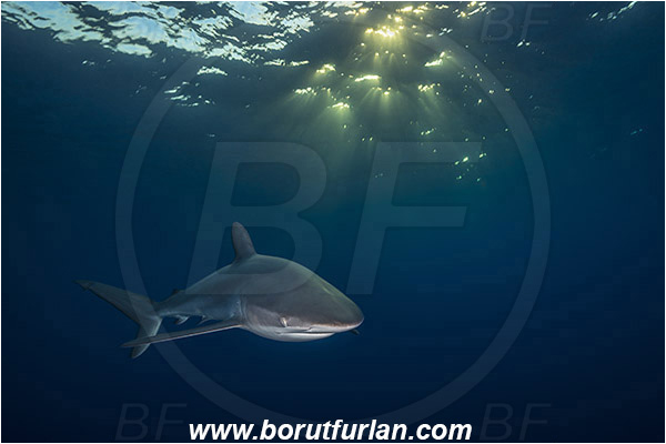 Jardines de la Reina, Cuba, Caribbean sea, Atlantic ocean, Carcharhinus falciformis, Carcharhinus, Carcharhinidae, Elasmobranchii, Silky shark, Shark, Fish, Evening