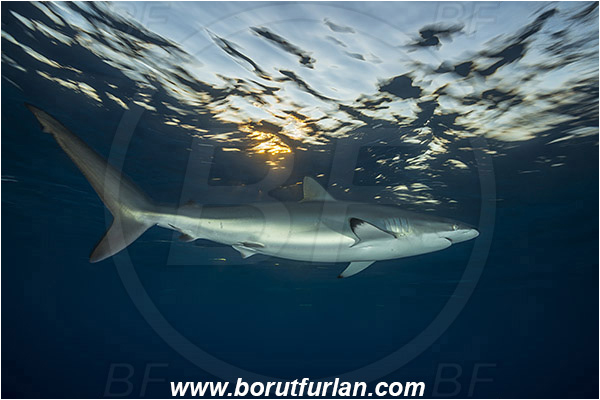 Jardines de la Reina, Cuba, Caribbean sea, Atlantic ocean, Carcharhinus falciformis, Carcharhinus, Carcharhinidae, Elasmobranchii, Silky shark, Shark, Fish, Evening, Sunset