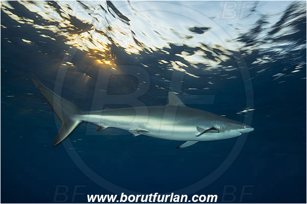 Jardines de la Reina, Cuba, Caribbean sea, Atlantic ocean, Carcharhinus falciformis, Carcharhinus, Carcharhinidae, Elasmobranchii, Silky shark, Shark, Fish, Evening, Sunset